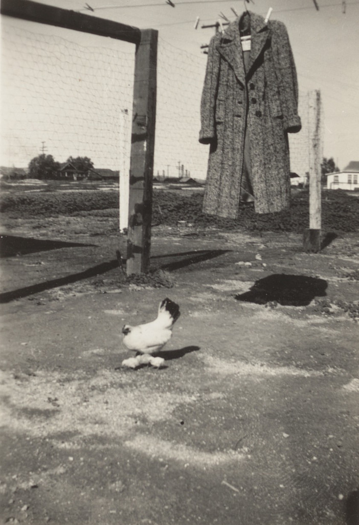 Buster's Poultry Farm
