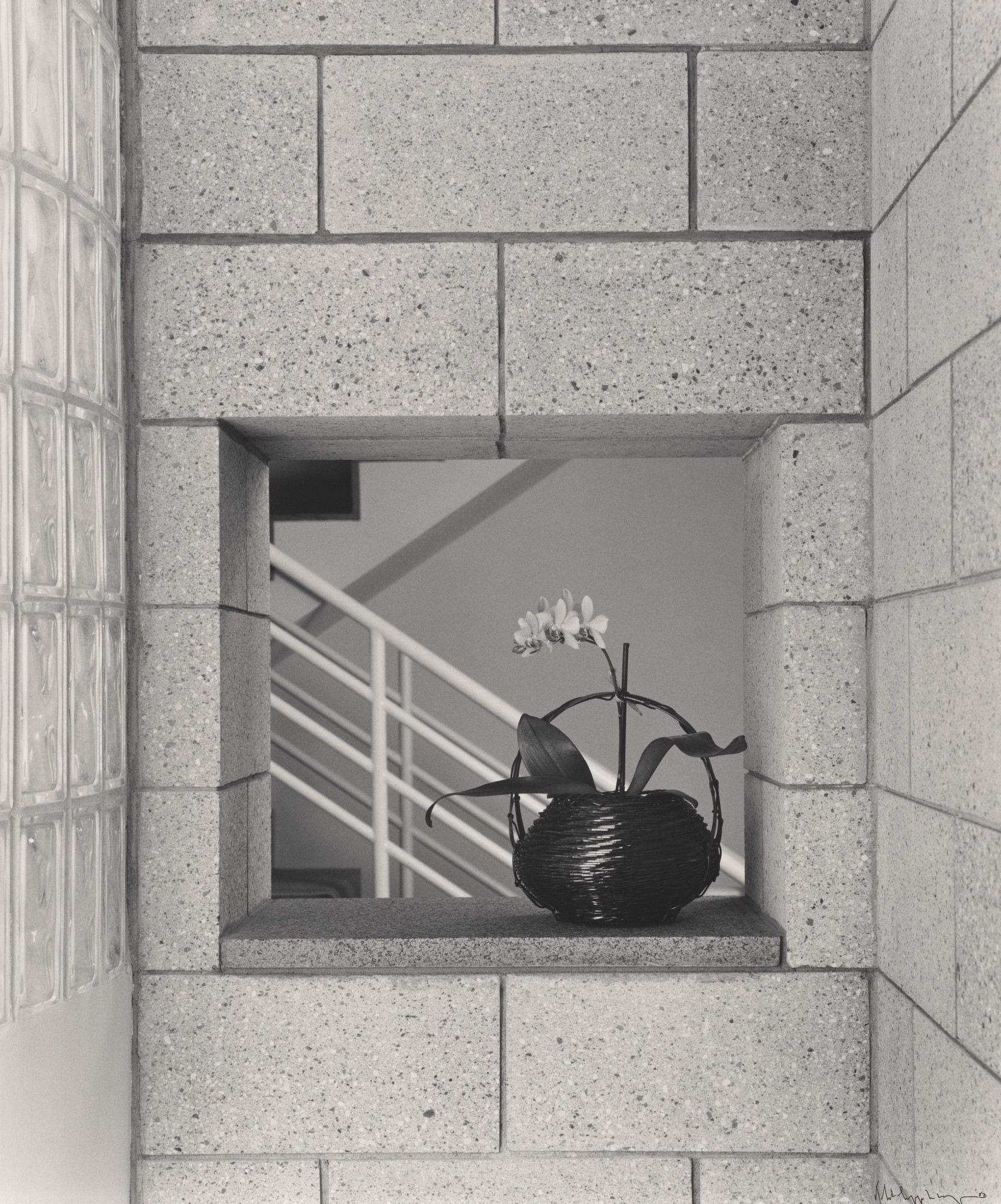 Robert Mapplethorpe. White Orchid