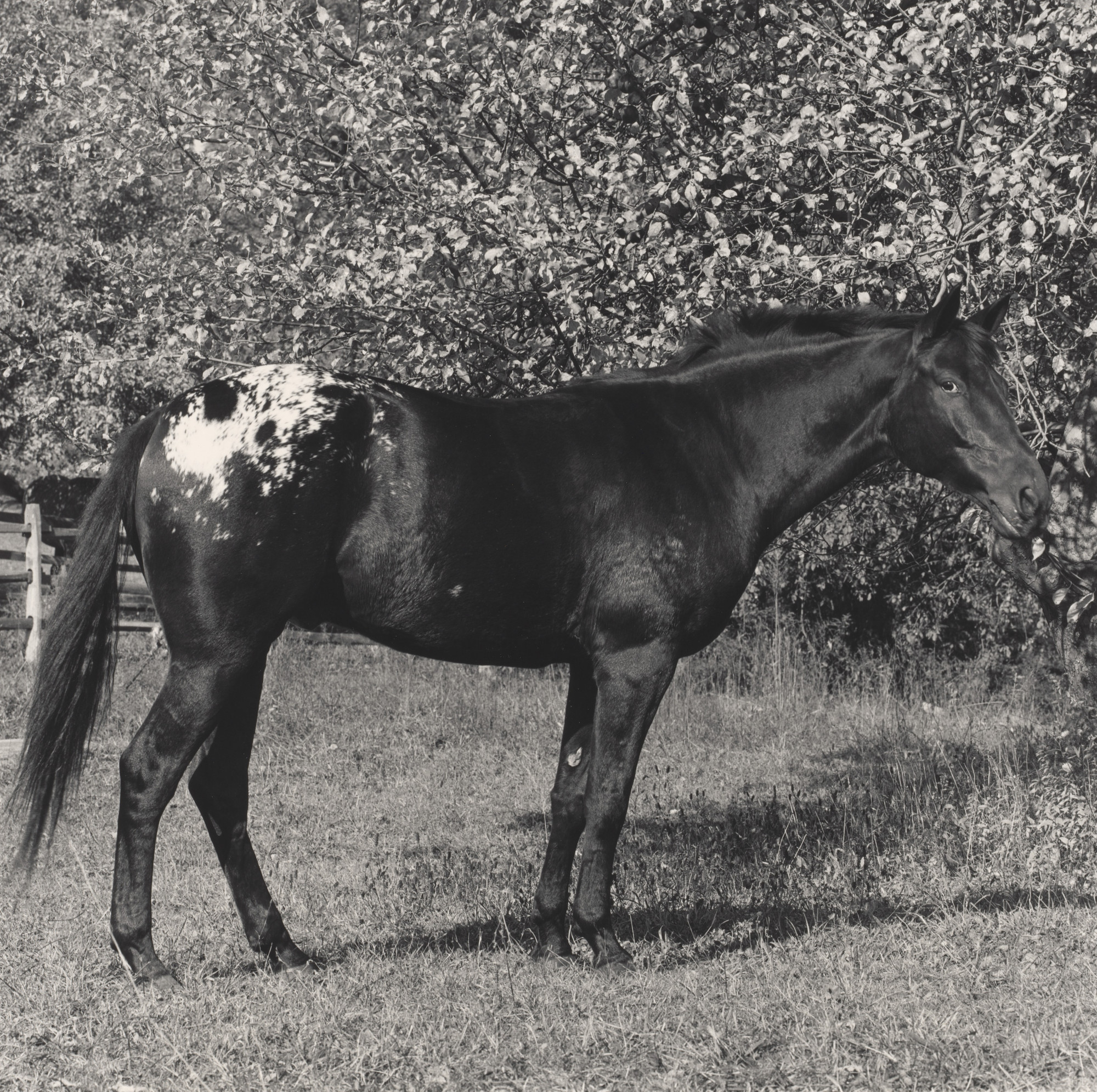 Robert Mapplethorpe. Horse