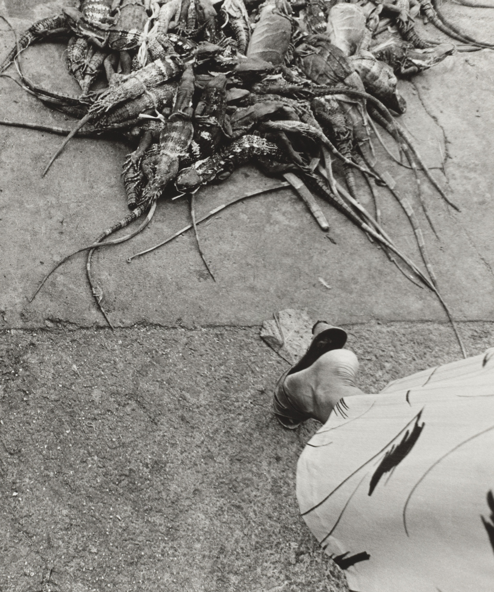 Graciela Iturbide. Iguanas, Juchitán. 1984 | MoMA