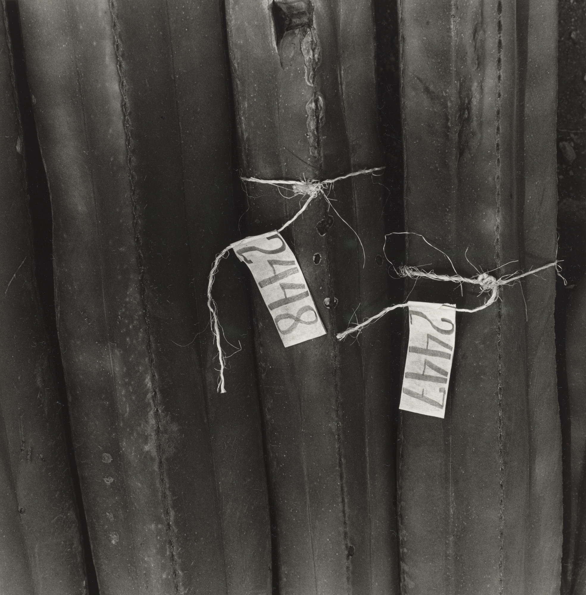 Graciela Iturbide. Jardin Botanico de Oaxaca, Mexico