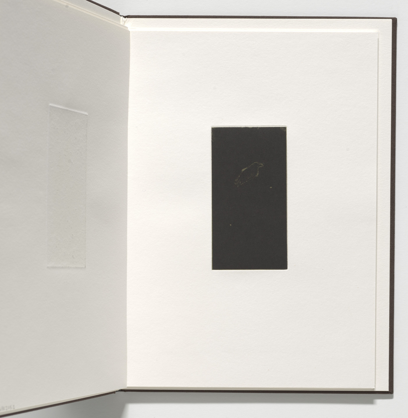 Marvin Harden. Untitled from Natural Selections. 1991