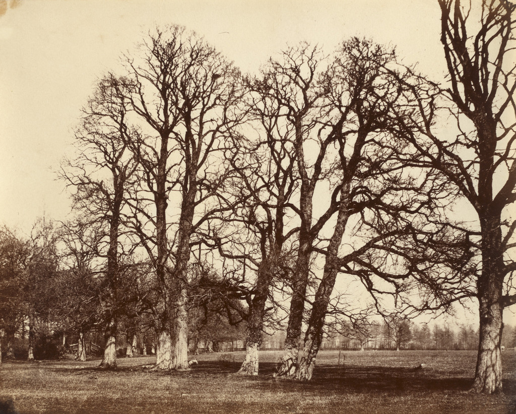 Trees, Blake Hall