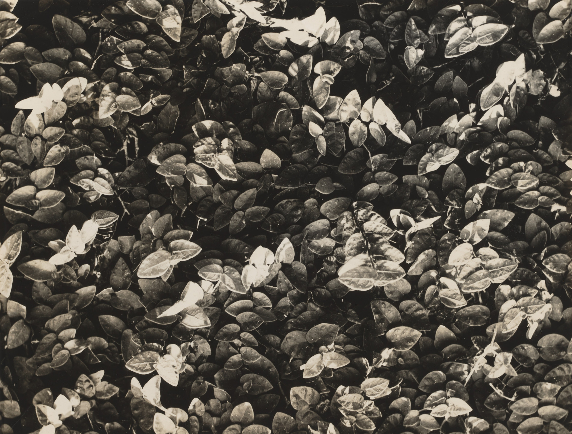 Gertrudes Altschul. Untitled. c. 1955