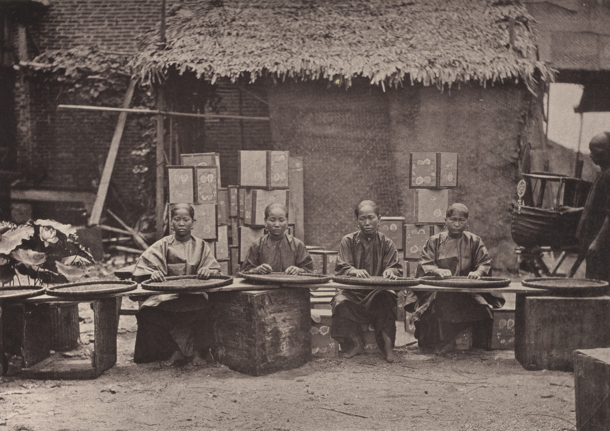 John Thomson. Tea Picking in Canton