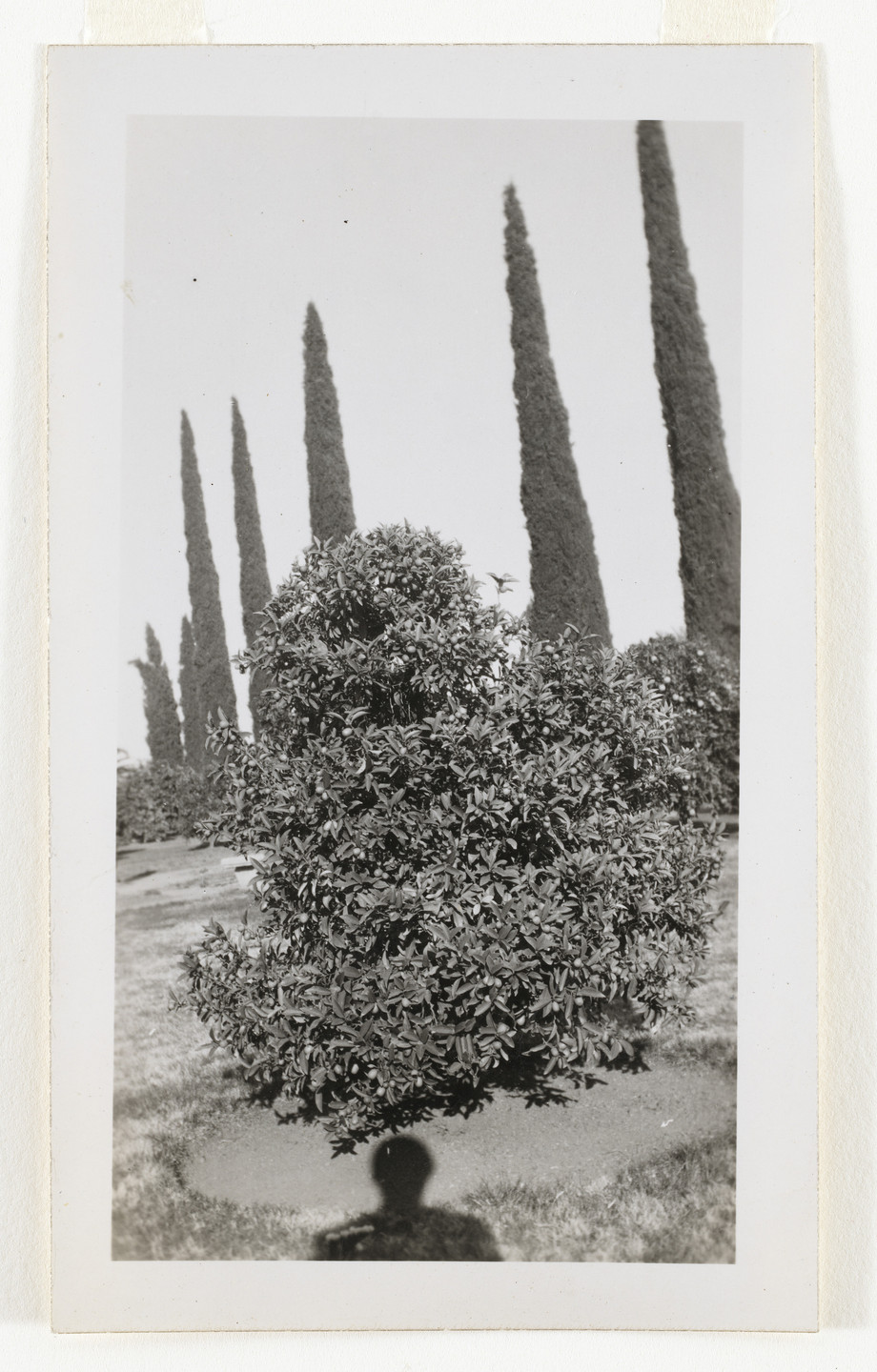 Unknown photographer. Untitled. n.d.