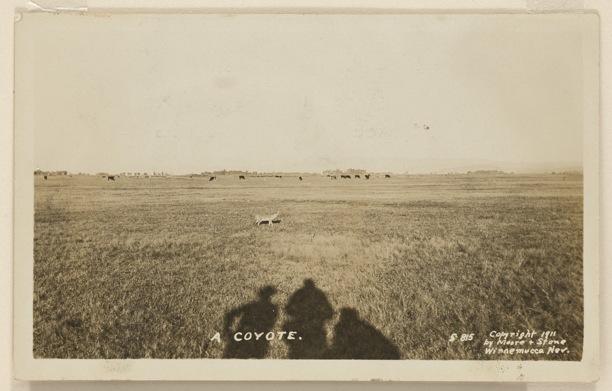 Unidentified photographer. Untitled