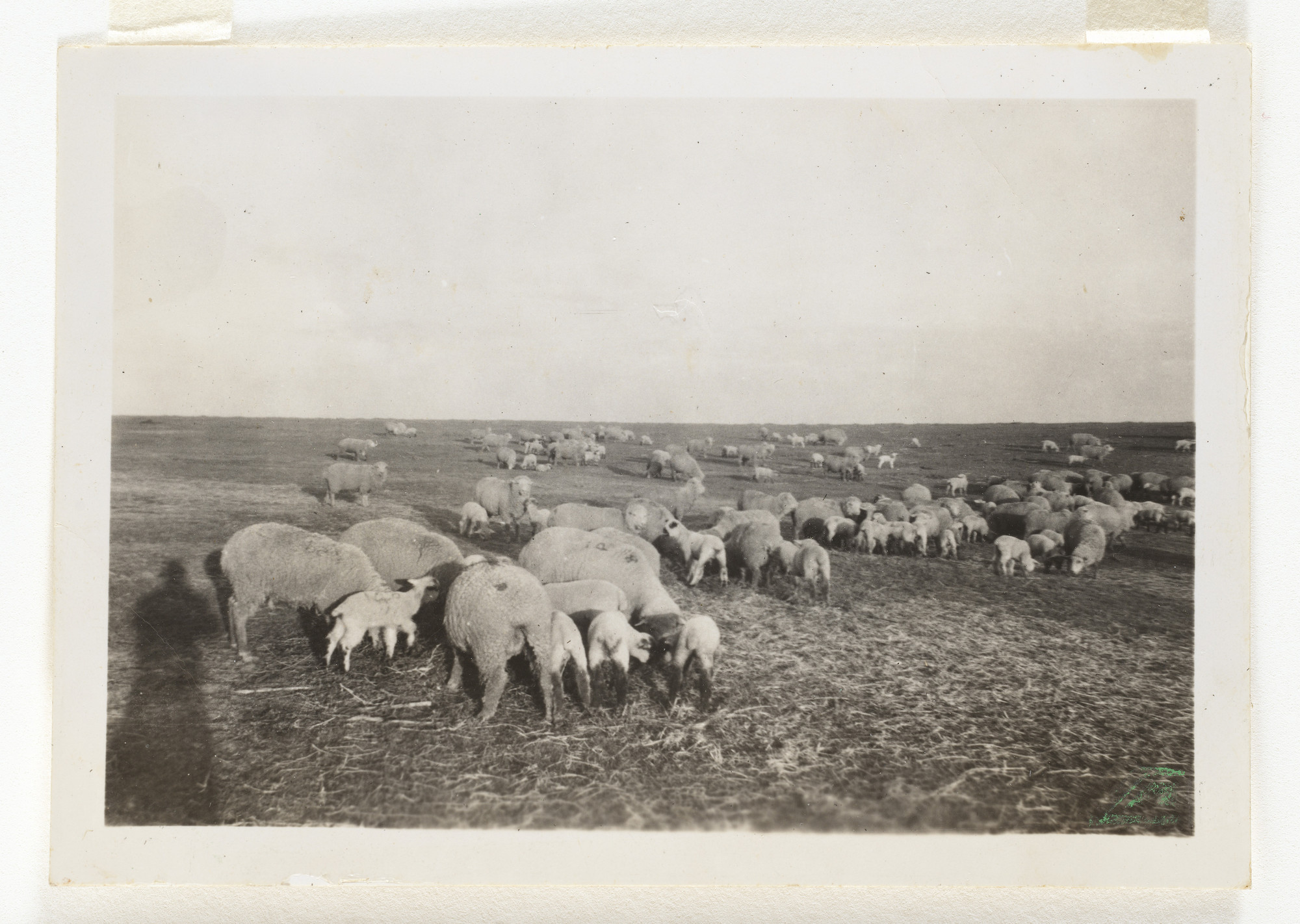 Unknown photographer. Untitled. n.d.