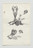 Adrian Piper. The Barbie Doll Drawings. 1967