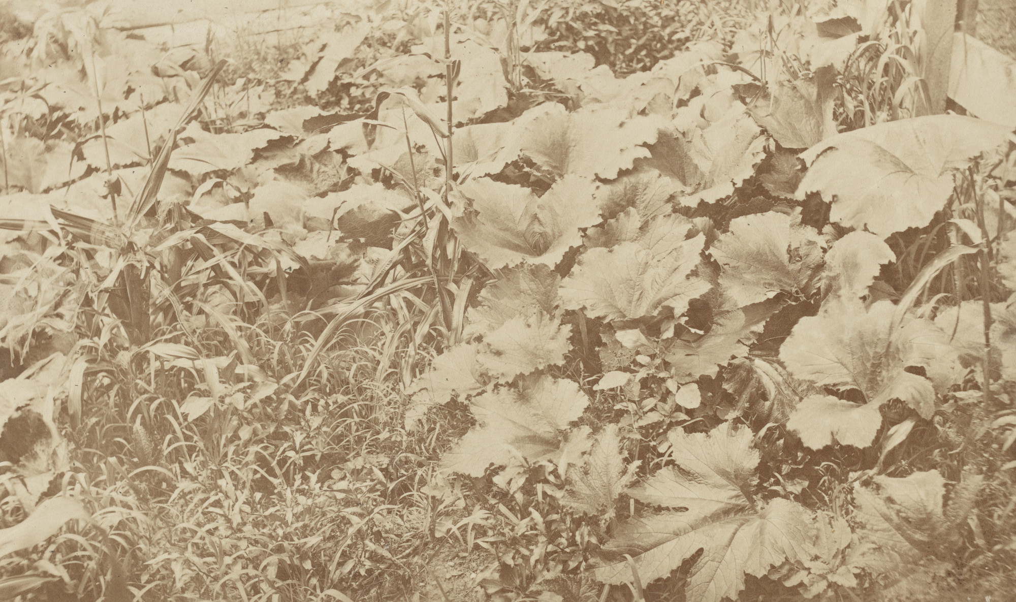 Alexander Henderson. Pumpkin Vines