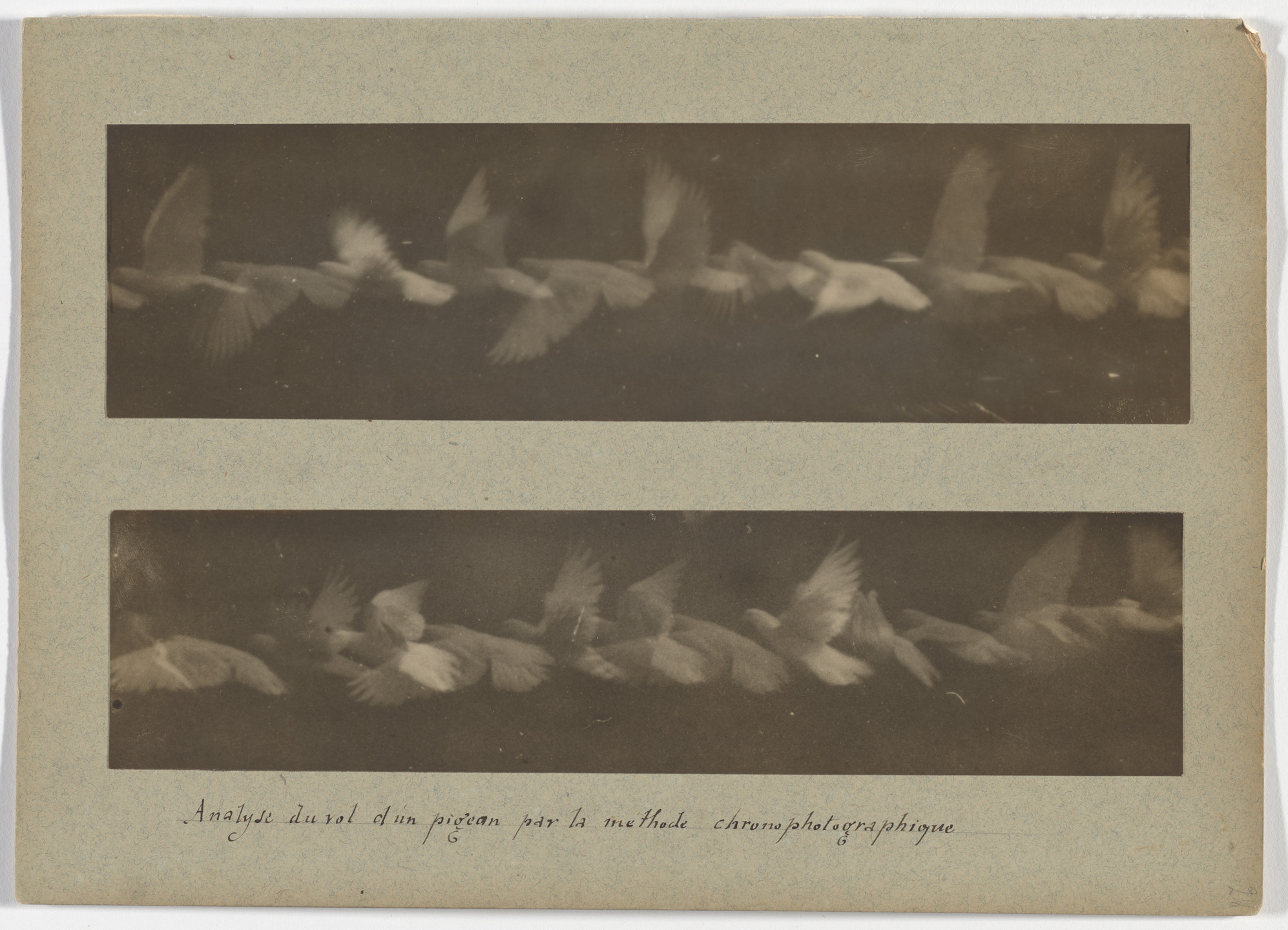 Étienne-Jules Marey. Analysis of the Flight of a Pigeon by the Chronophotographic Method. 1883-87