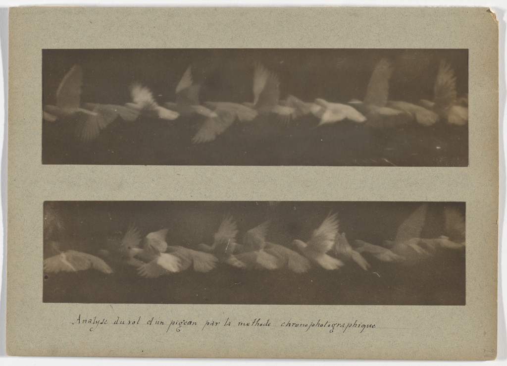 Analysis of the Flight of a Pigeon by the Chronophotographic Method