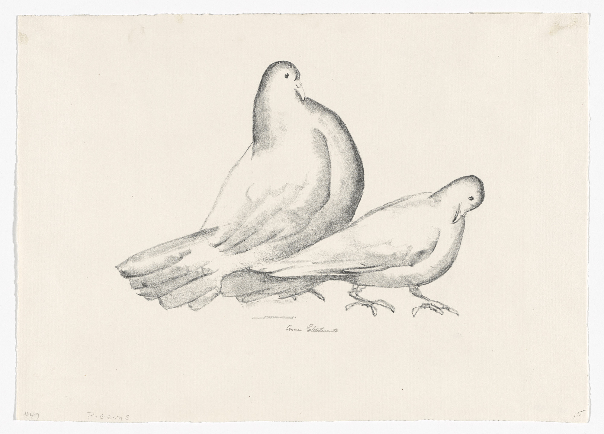 Anne Goldthwaite. Pigeons (Cock and Hen)
