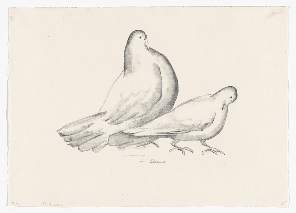 Pigeons (Cock and Hen)