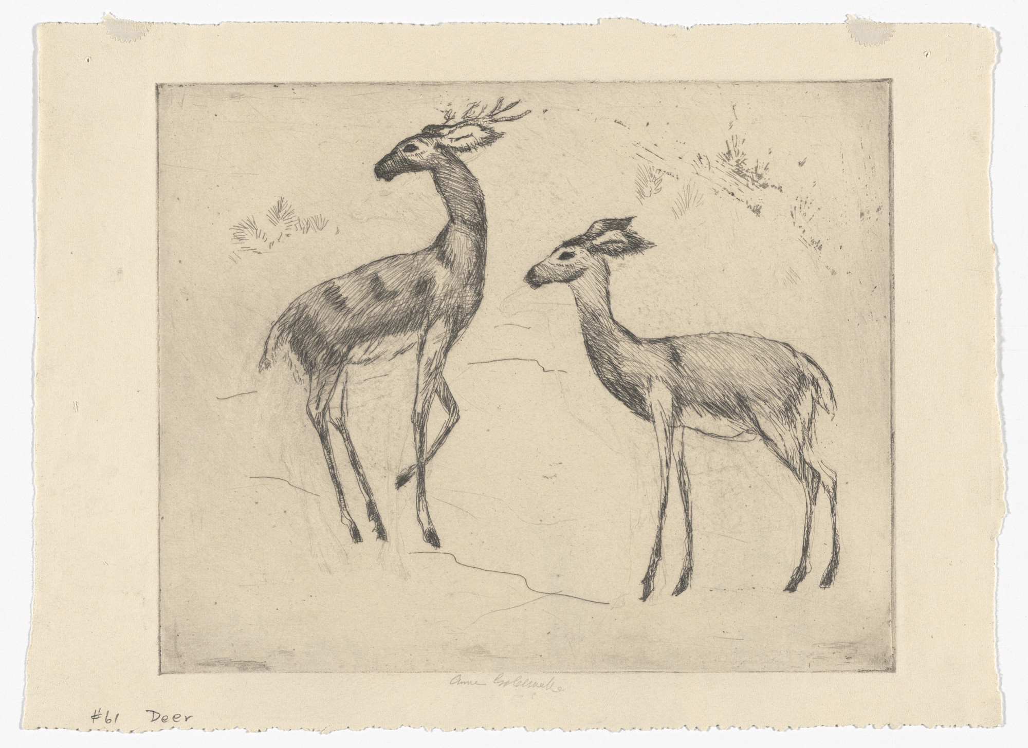 Anne Goldthwaite. Stag and Doe (No. 1)