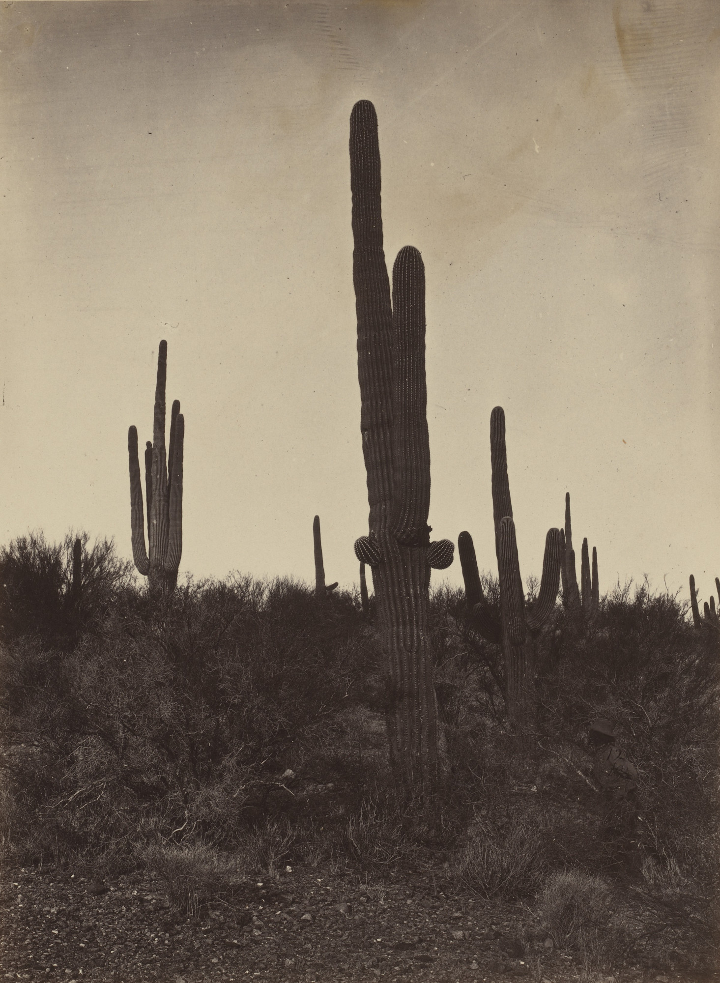 Timothy O'Sullivan. Cereus Giganteus, Arizona