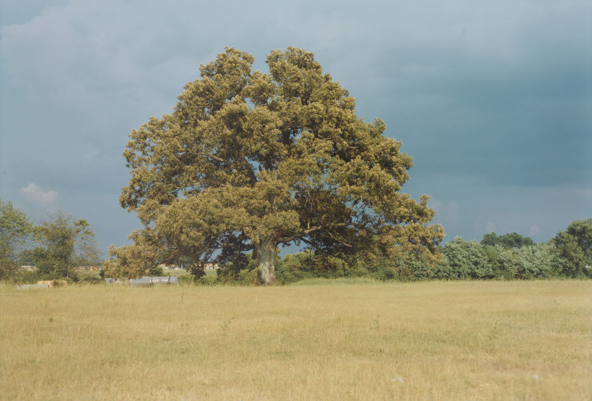 William Eggleston. Near Hernando, Misssissippi