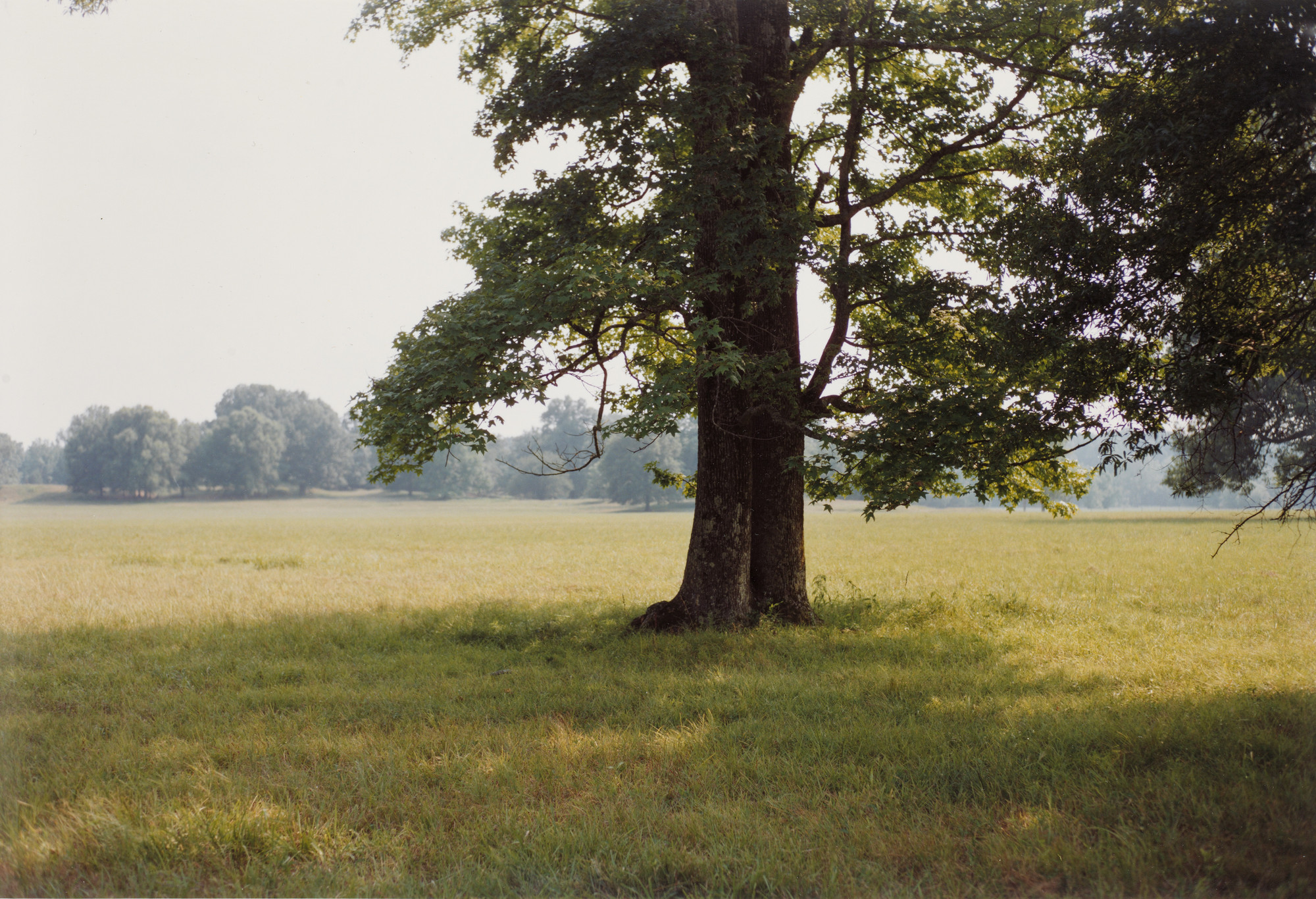 William Eggleston. Mississippi