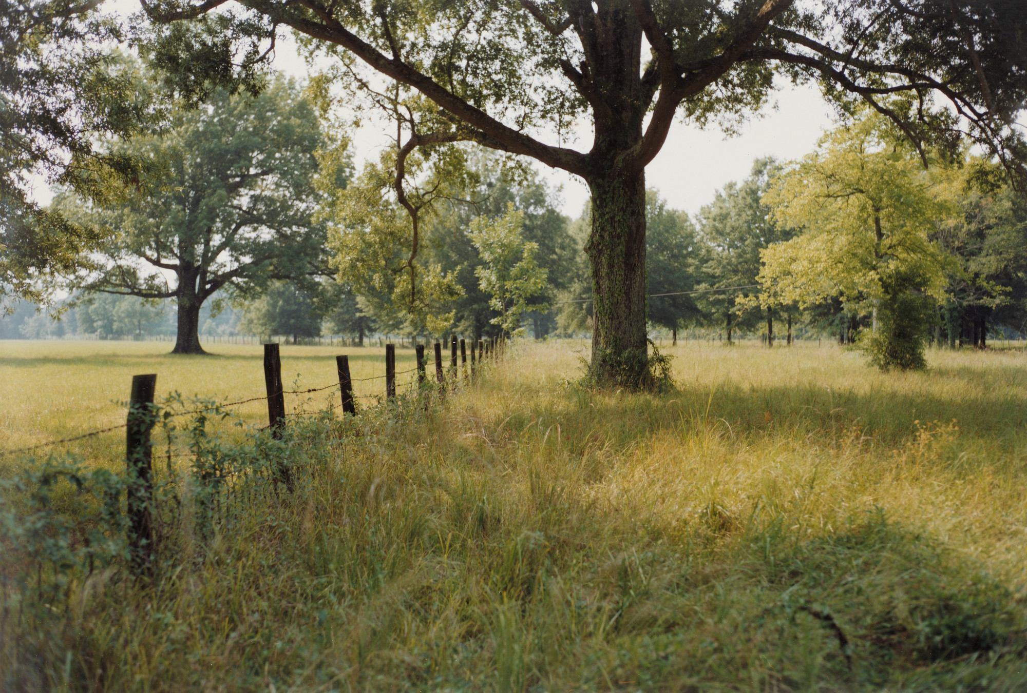 William Eggleston. Mississippi