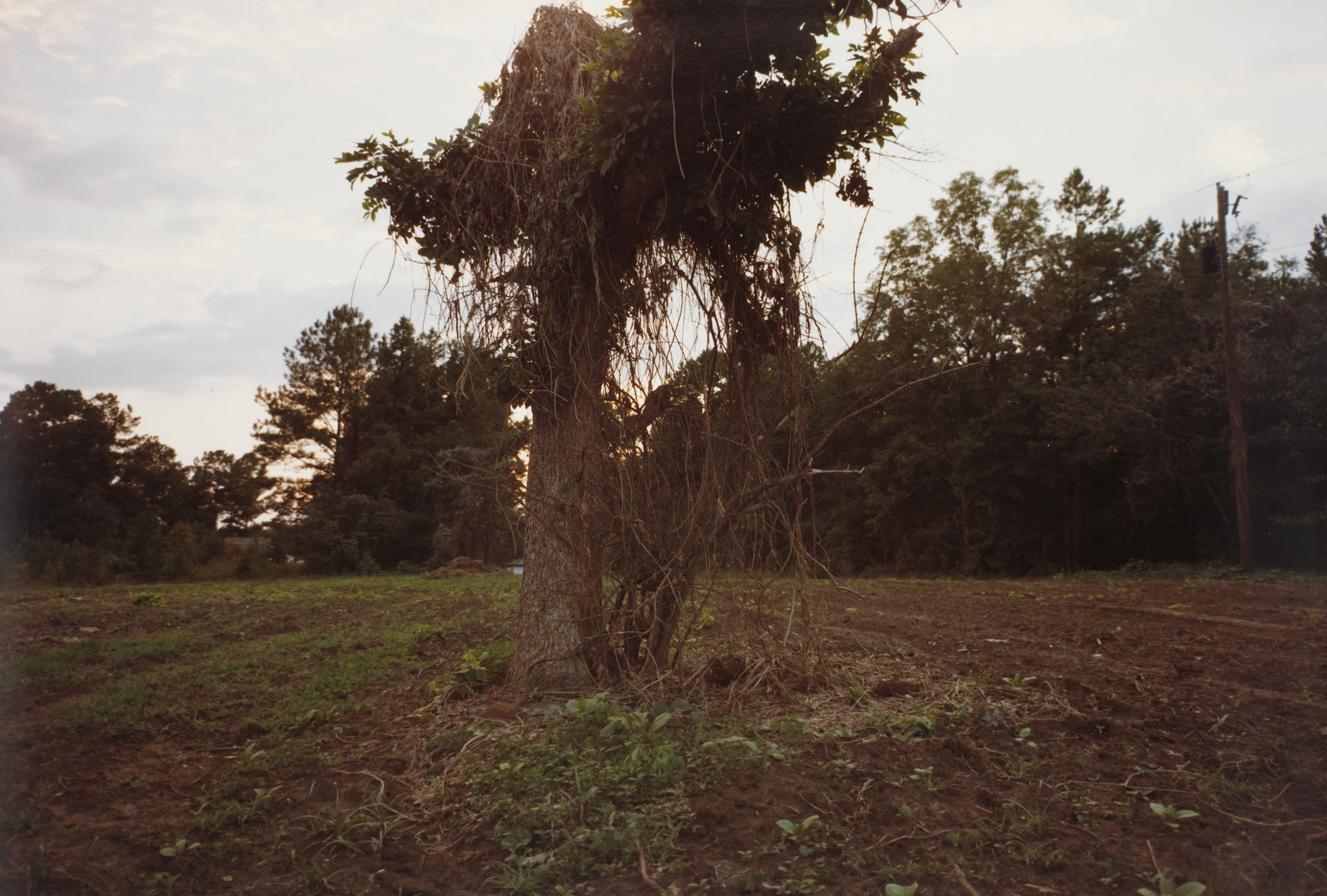William Eggleston. Andersonville, Georgia