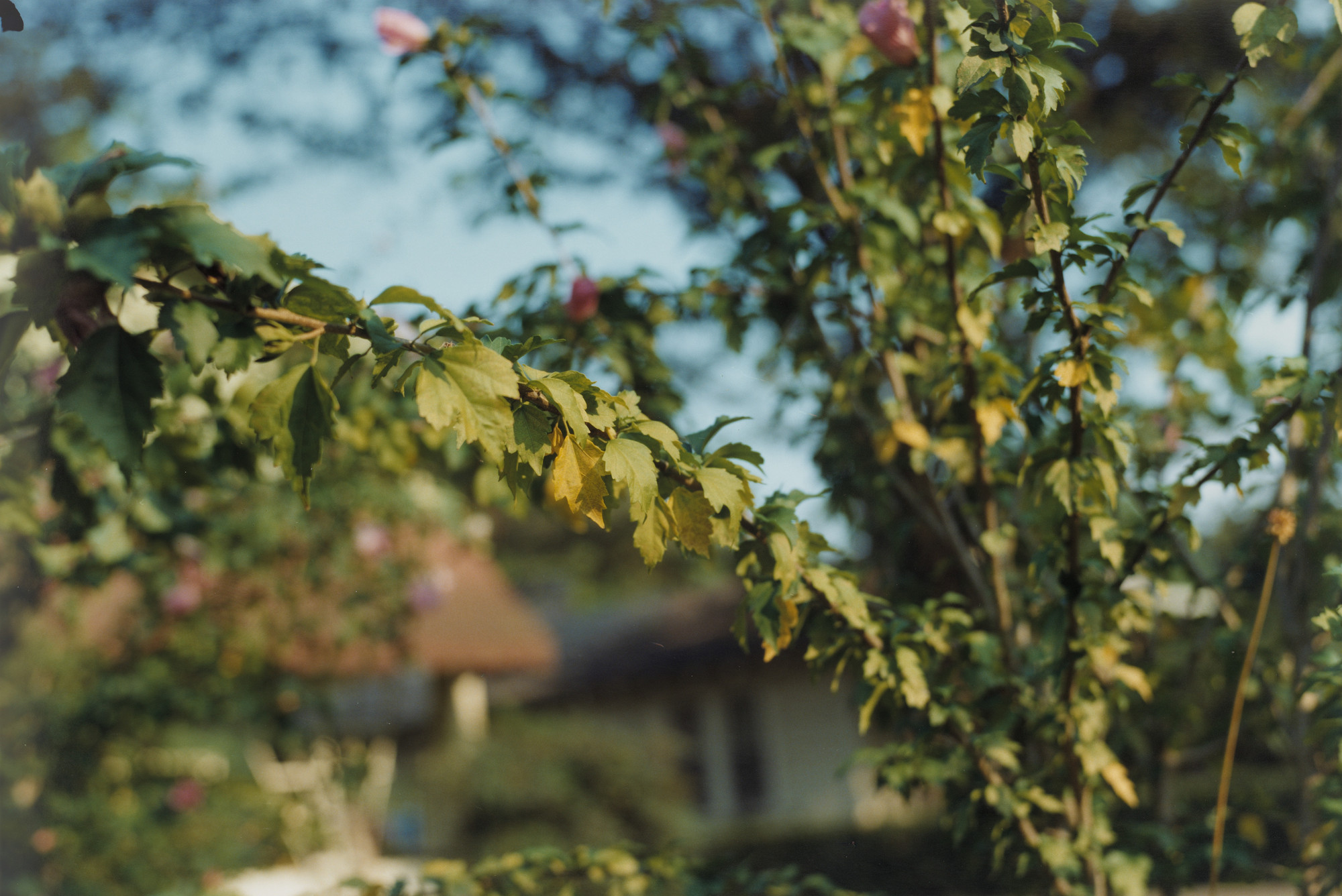 William Eggleston. Memphis, Georgia