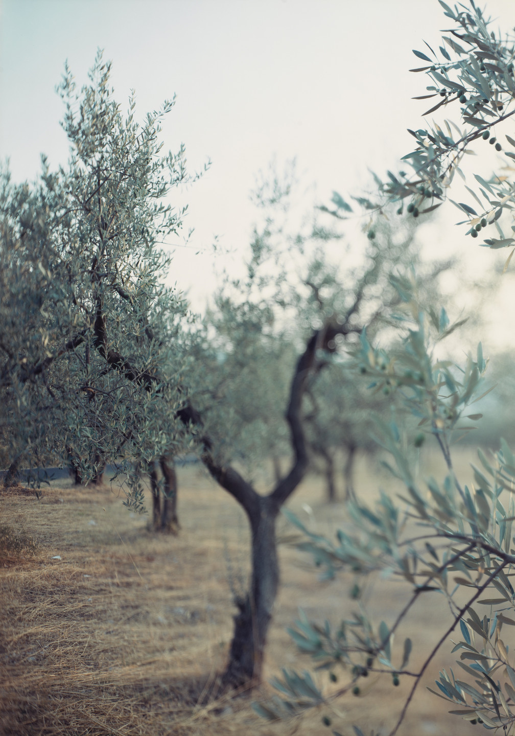 JoAnn Verburg. Olive Trees after the Heat. 1998