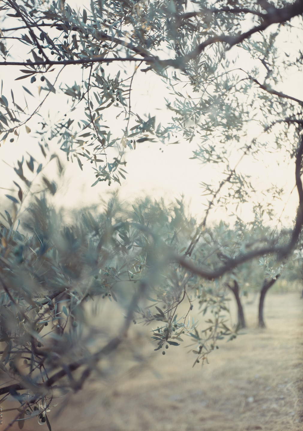 JoAnn Verburg. Olive Trees after the Heat. 1998
