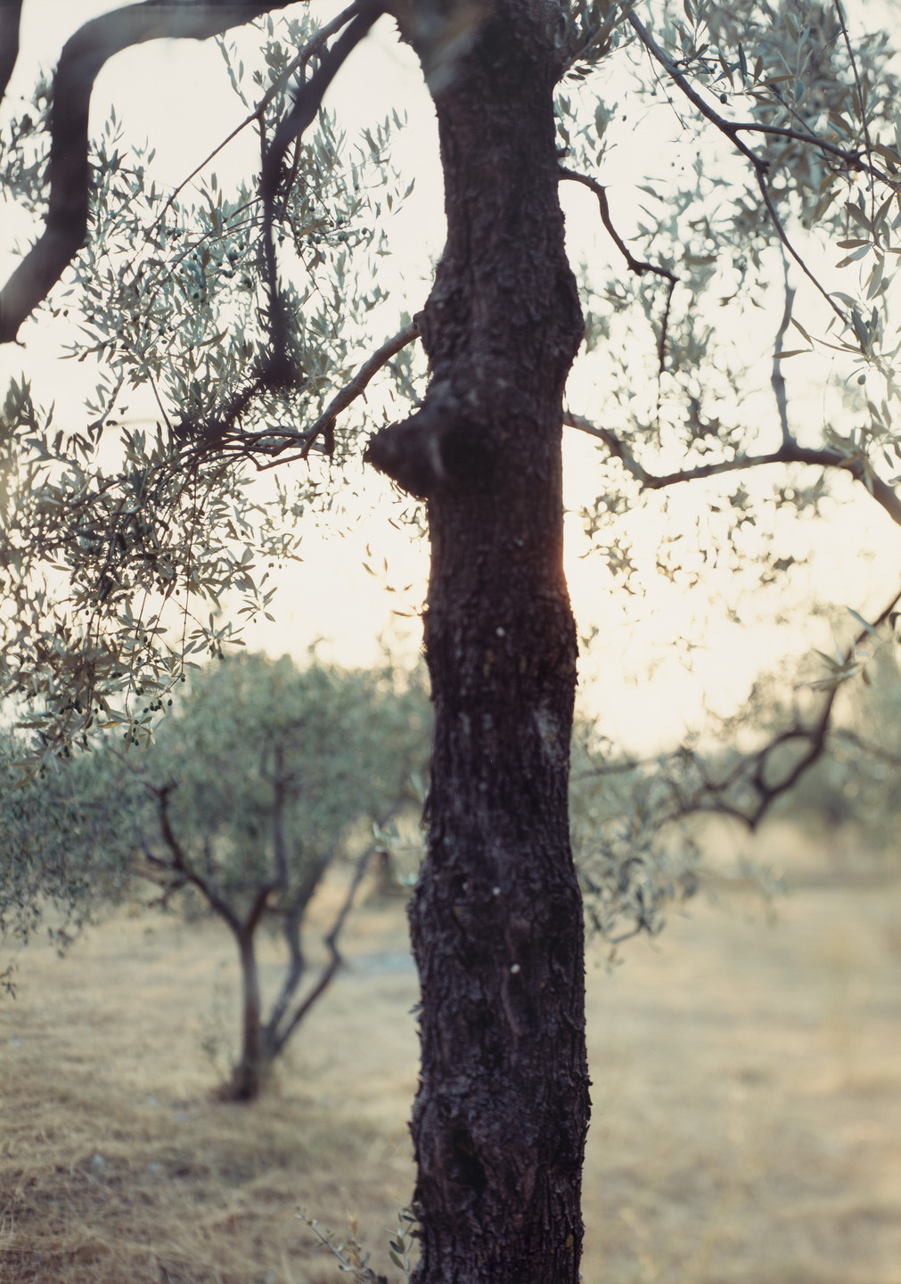 JoAnn Verburg. Olive Trees after the Heat. 1998