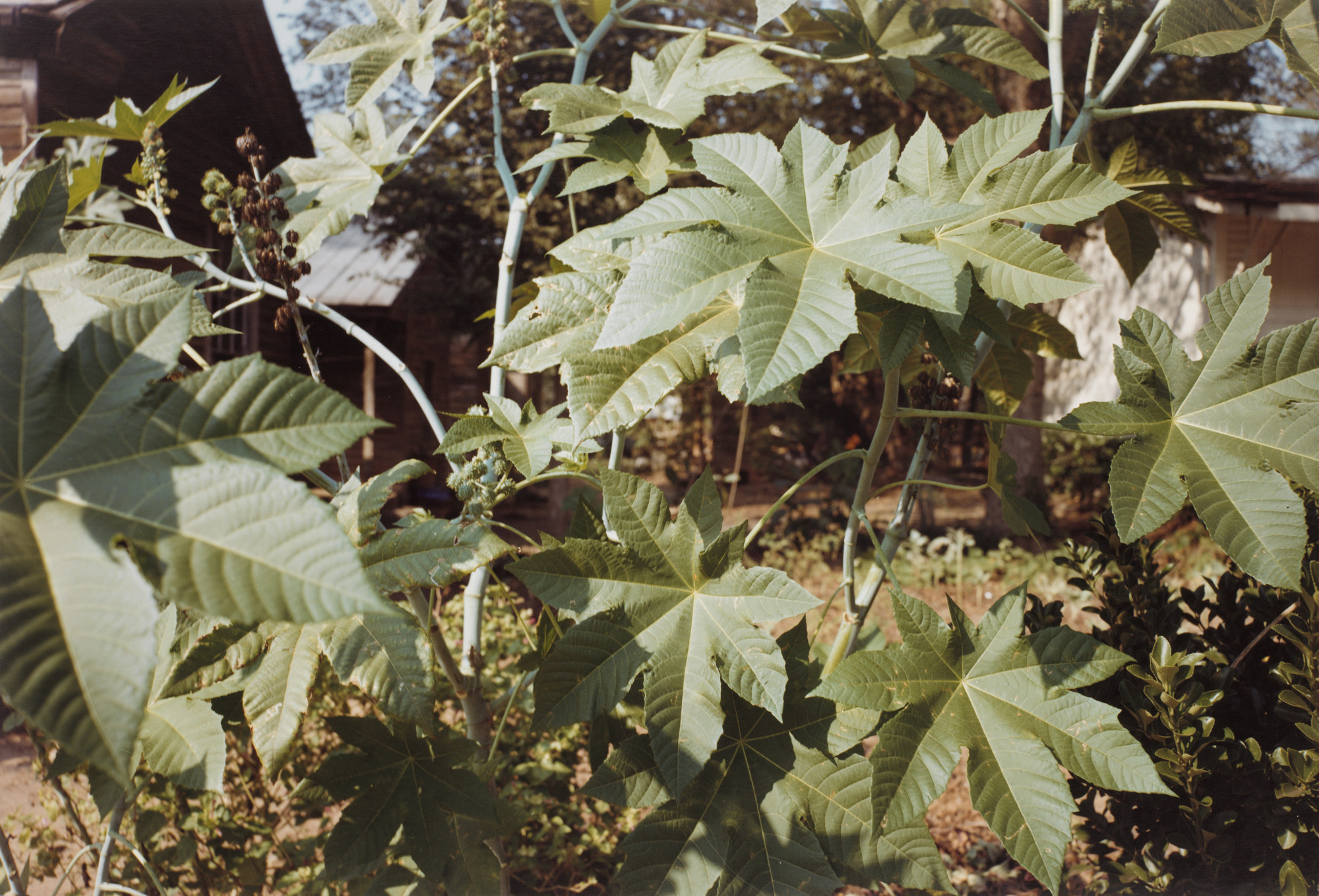 William Eggleston. Castor Bean Plant, Americus, Georgia