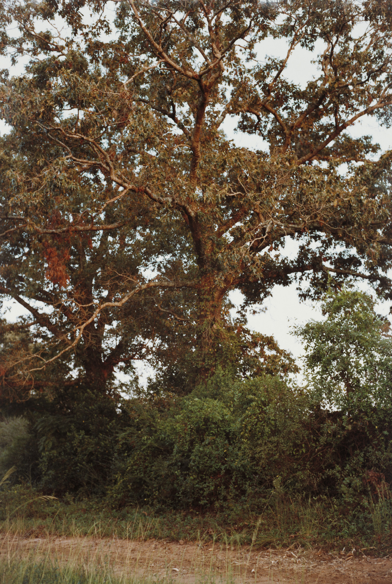 William Eggleston. Near Americus, Georgia