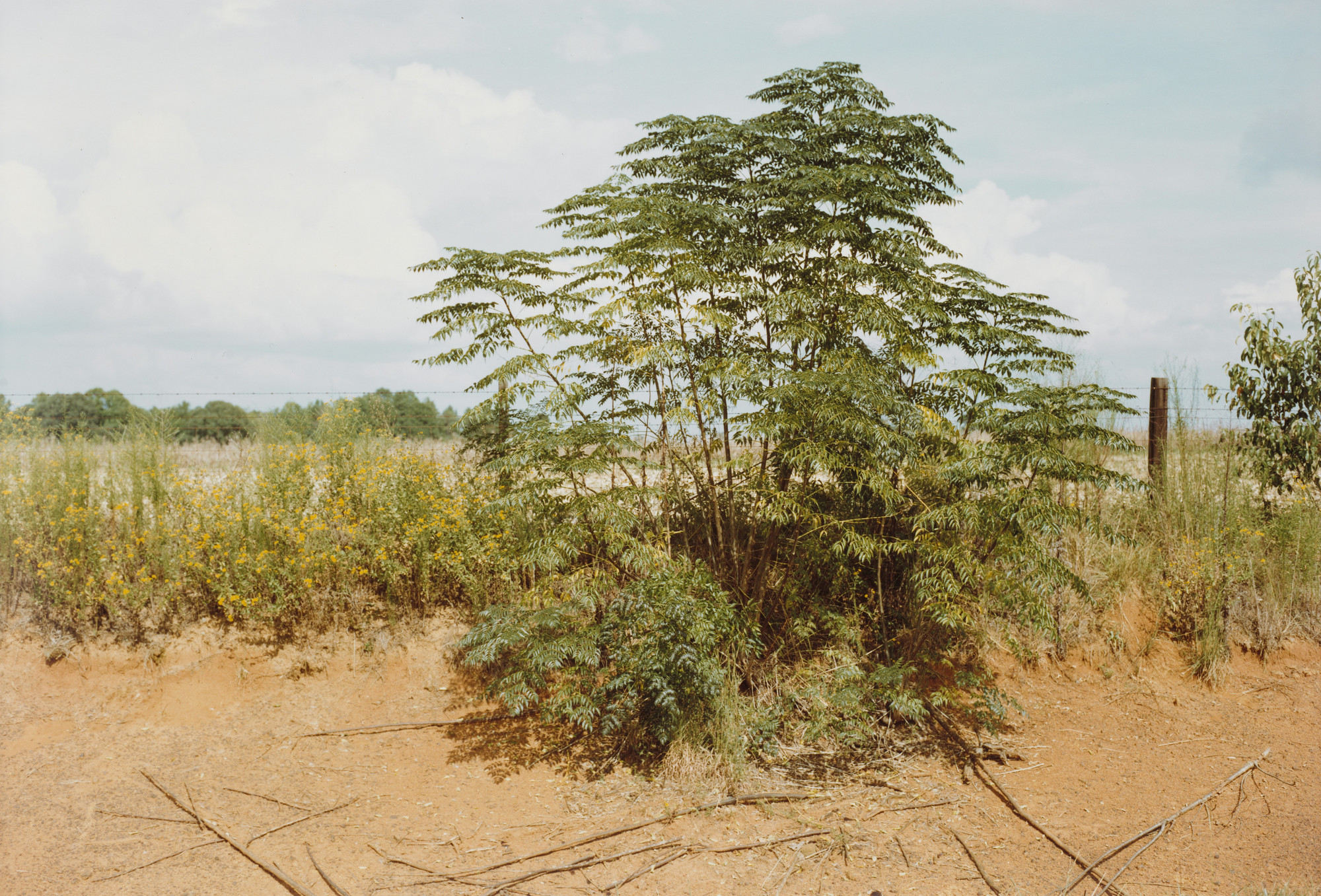 William Eggleston. Between Plains and Friendship, Georgia