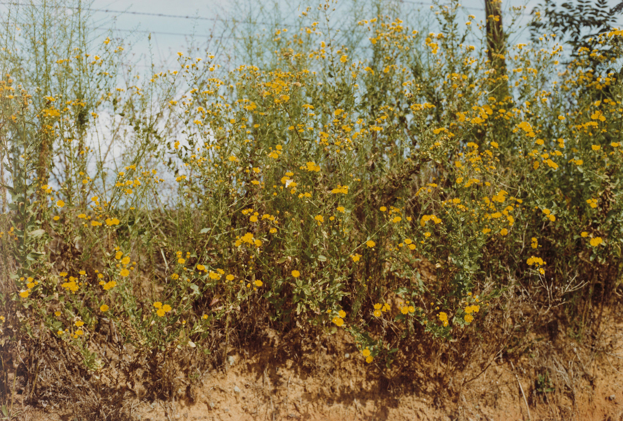 William Eggleston. Near Friendship, Georgia