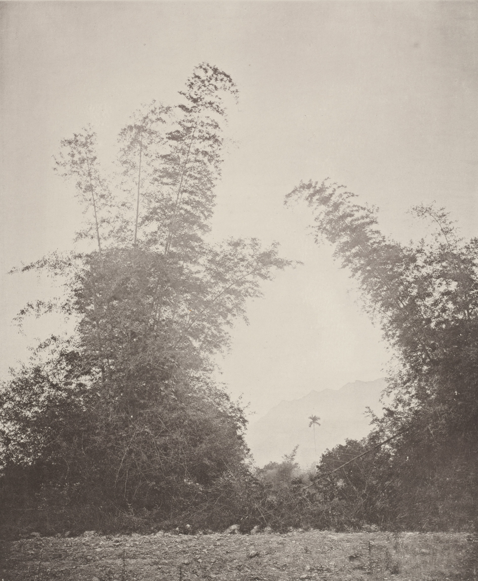 John Thomson. Bamboos at Baksa, Formosa