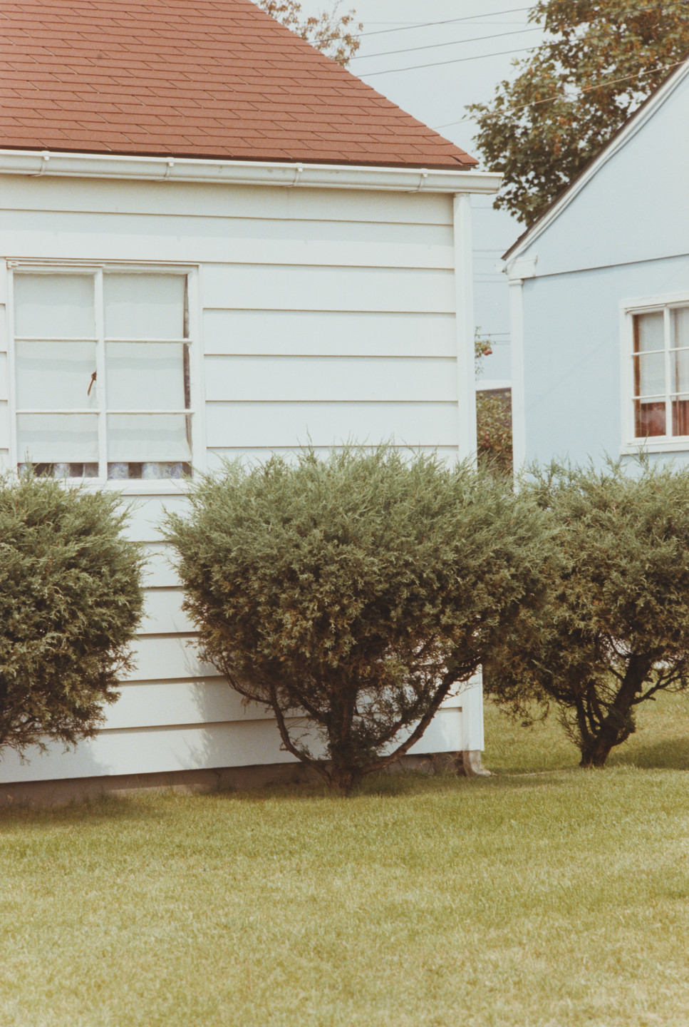 Jan Groover. Untitled. 1977
