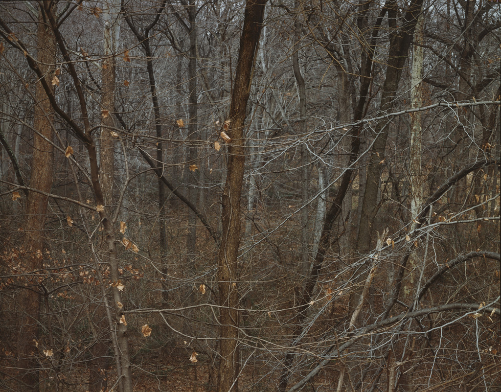 Have You Ever Listened to the Forest Breathe?