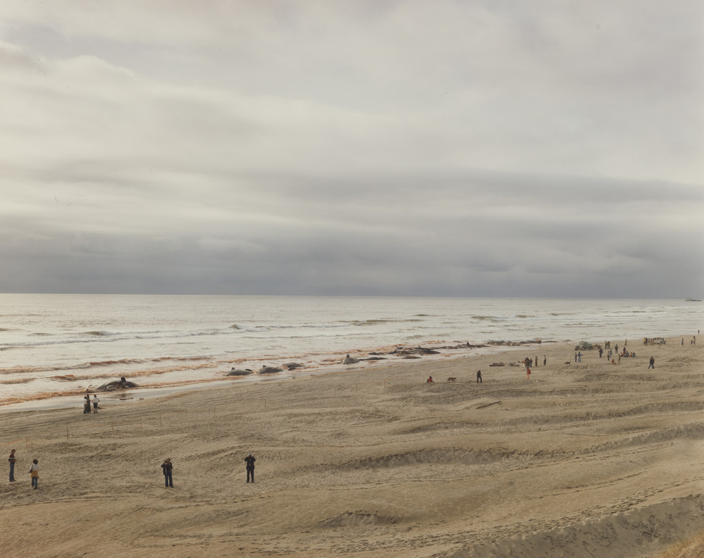 Approximately 17 of 41 Sperm Whales that Beached and Subsequently Died, Florence, Oregon
