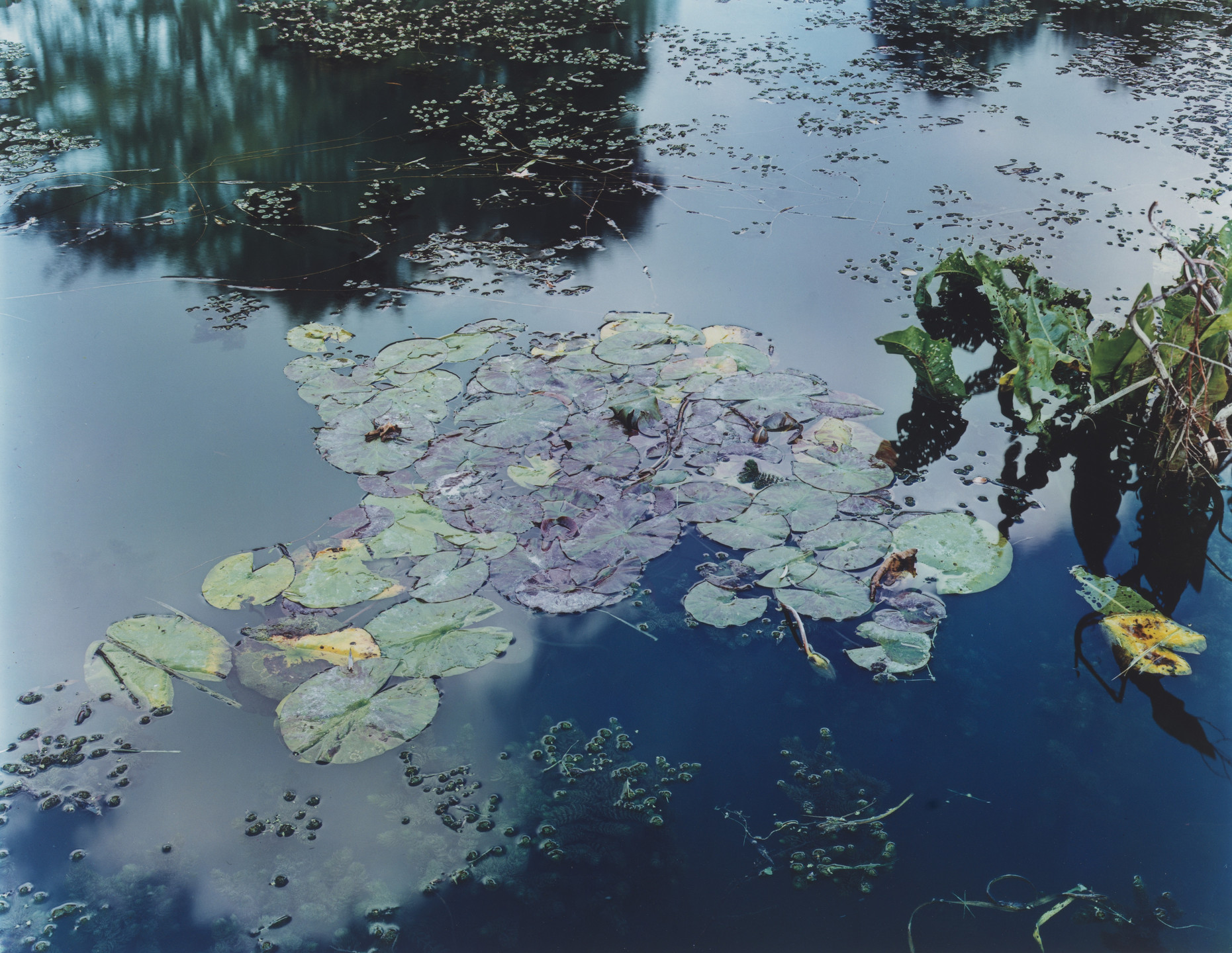 Stephen Shore. The Gardens at Giverny. 1977–1982 | MoMA