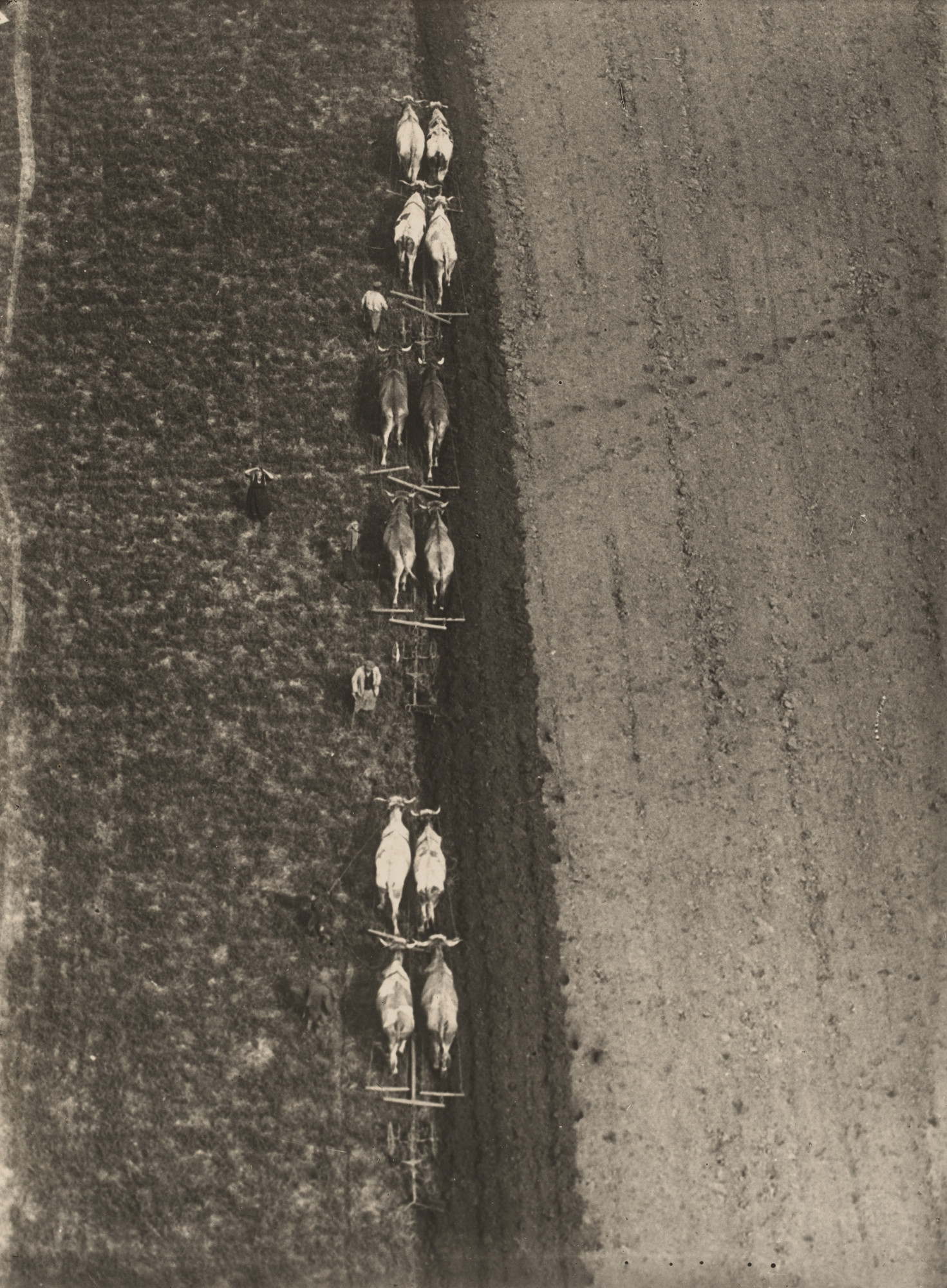 Robert Petschow. Oxen Plowing