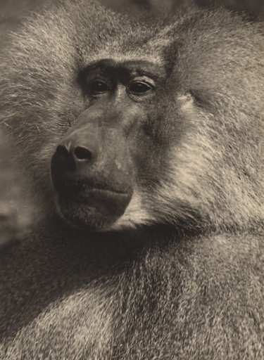 Hamadryas Baboon