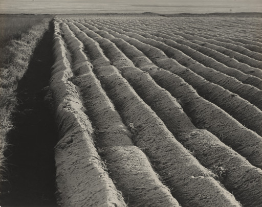 Dr. Arvid Gutschow. Plowed Field in Frost. c. 1930