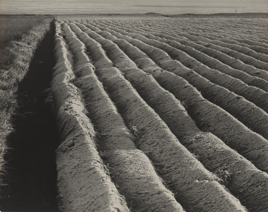 Plowed Field in Frost