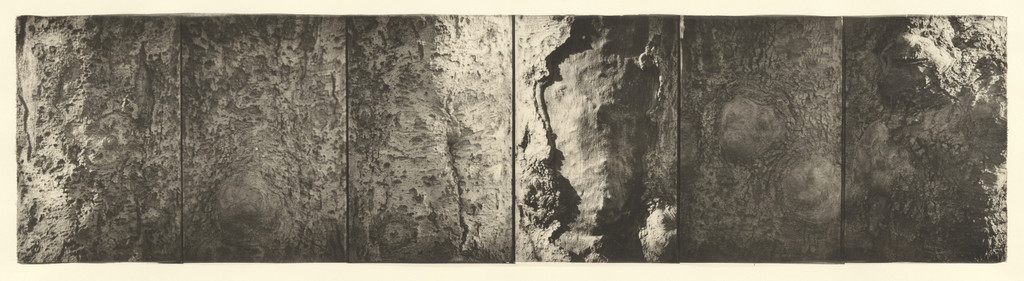 Light Barking Around