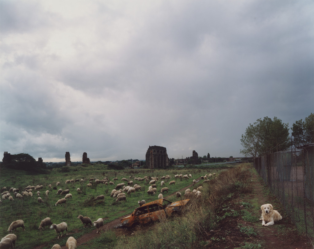 Sheep Grazing in the Vicinity of the Claudian Aquaduct, Cinecittà, Rome