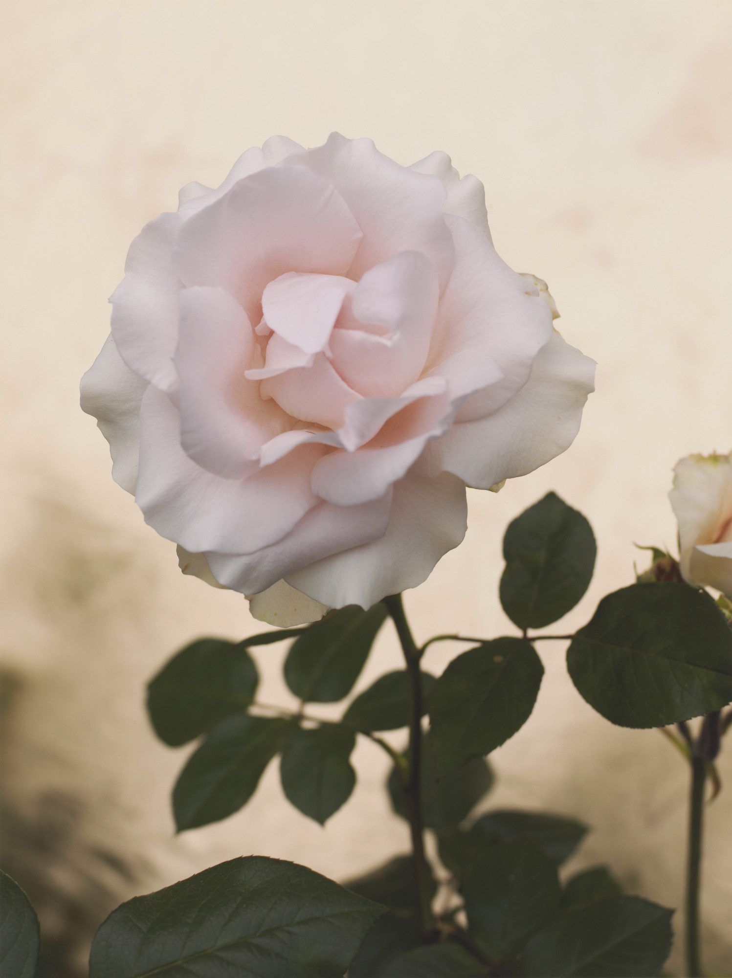 Roe Ethridge. Flower