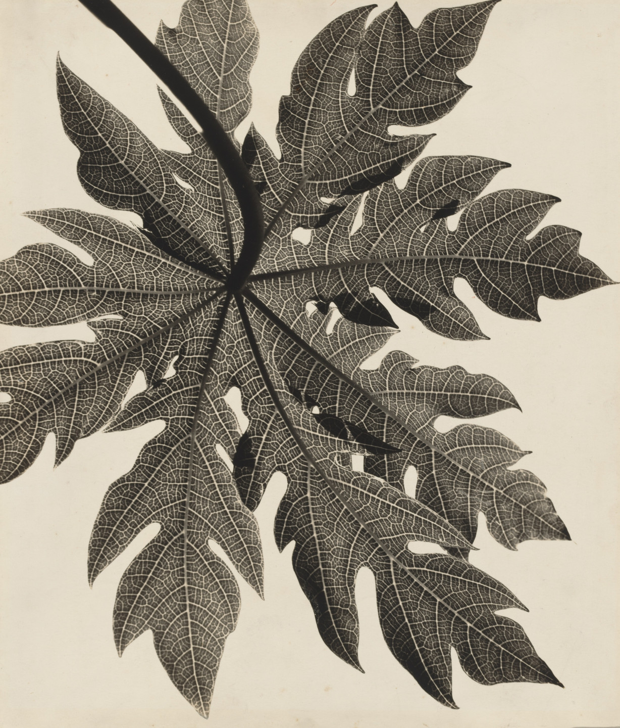 Gertrudes Altschul. Filigree, (Filigrana). 1953