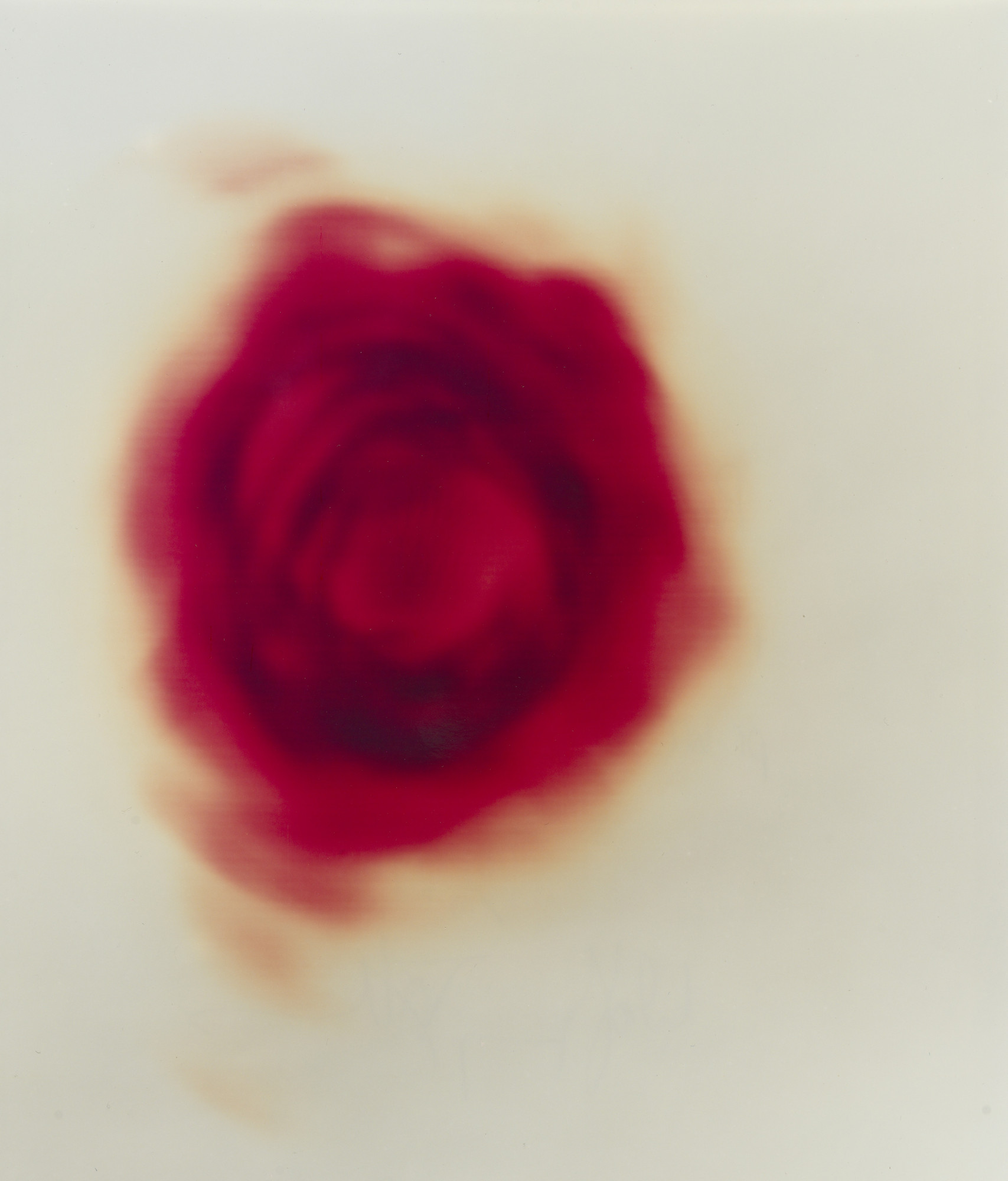 Wolfgang Tillmans. Rose