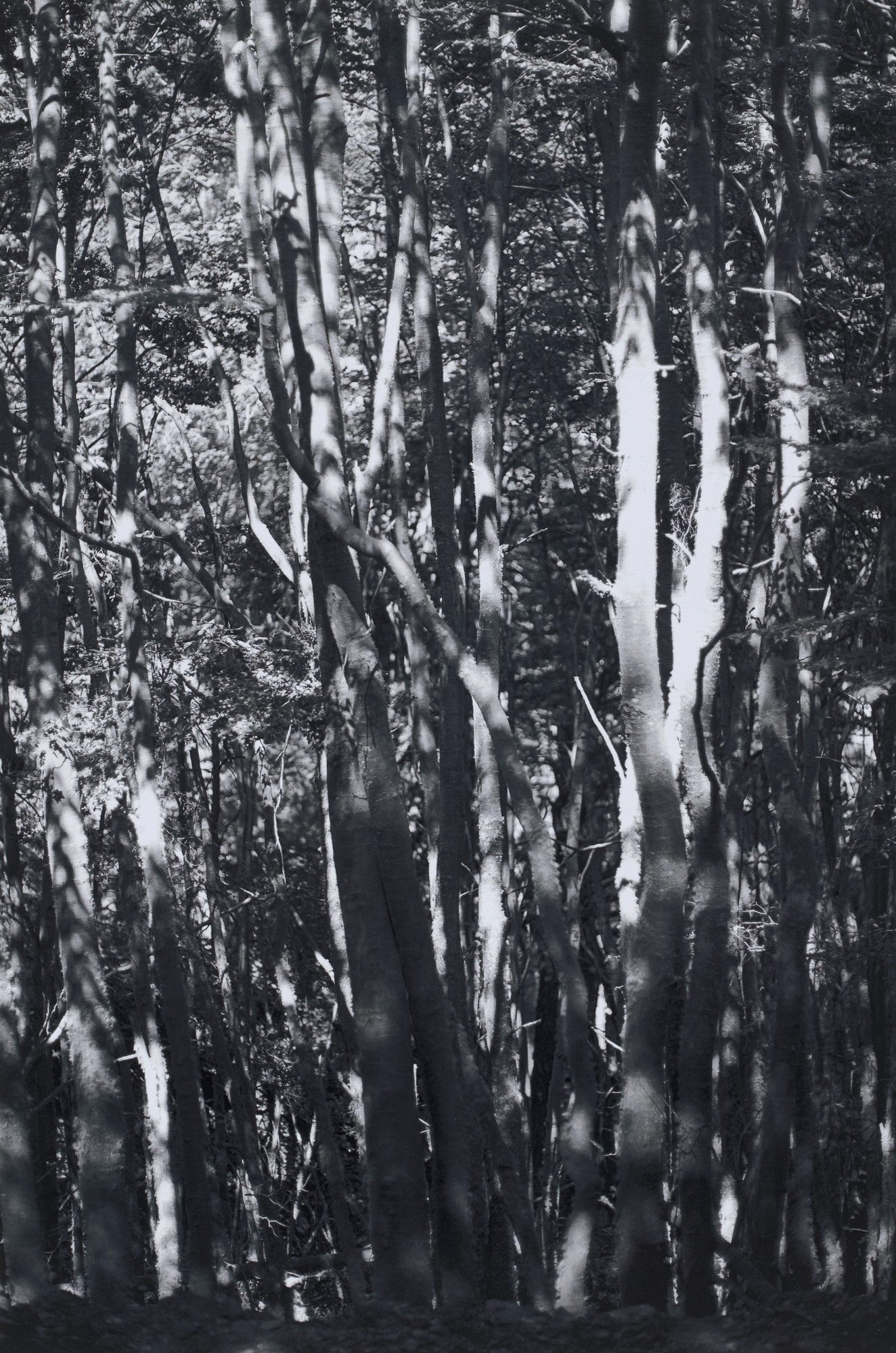 Wolfgang Tillmans. Wald (Tierra del Fuego) II