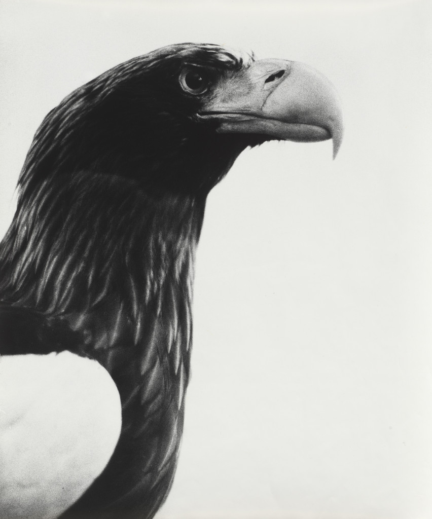 Oiseaux-Vogel