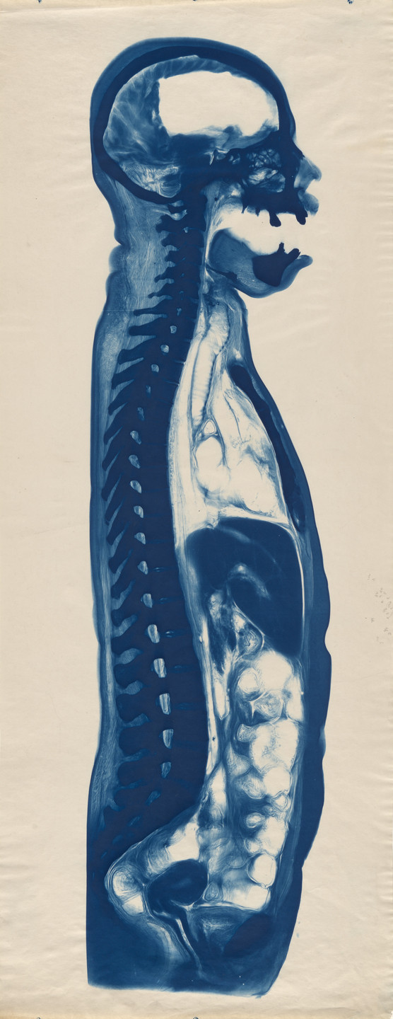 Unidentified photographer. Untitled. c. 1910