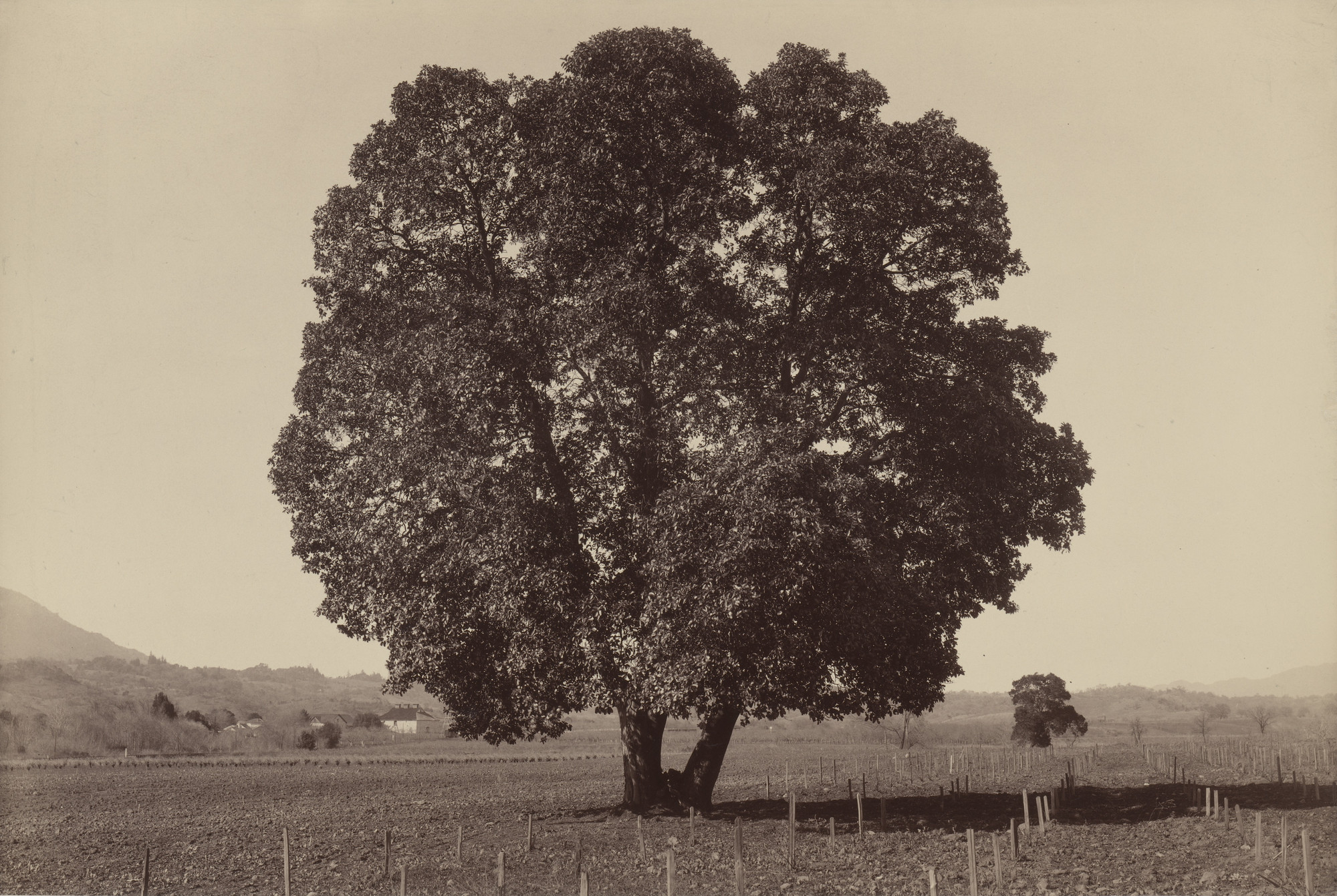 Hippolyte Blancard. Untitled. February 1888